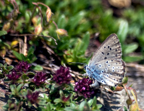 Glaucopsyche( Maculinea) o Phegaris